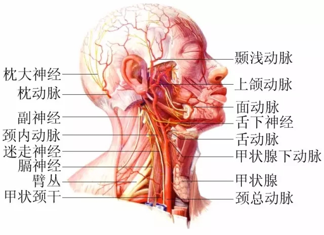 脖子才是身體最致命的位置！